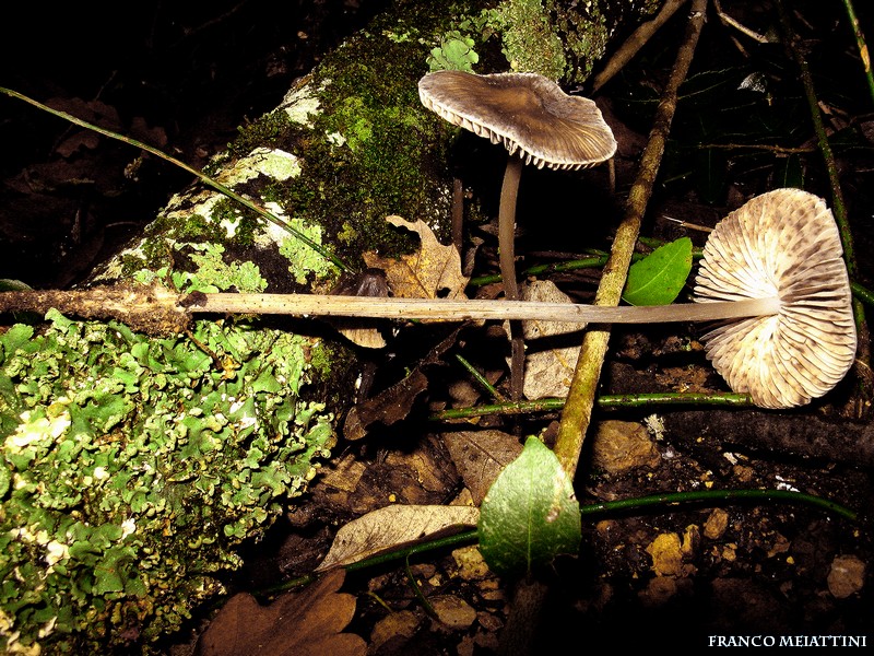 Mycena polygramma